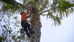 Tree Trimming in Florida | Rise N Grind Tree Service